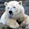 BearLord