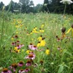 Asst  Mayor Three Creeks