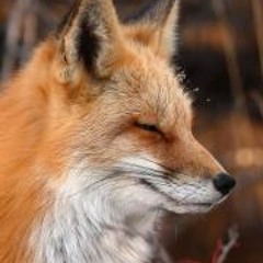 Eric Kevin 'Fox' Cheung