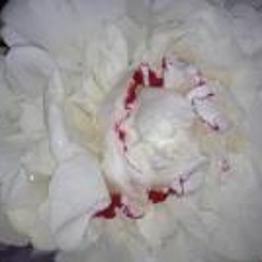 Cynthia Clark Wilkinson