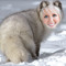 Janky Mammal