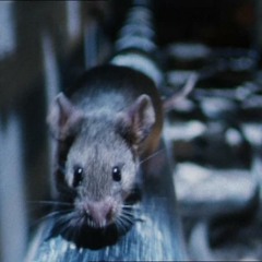 Bad Rodent