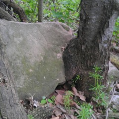 isomonster