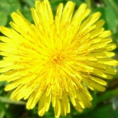 Dloubak