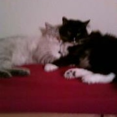 Meredith Kay Reinholdt