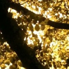 nuclear sunshine