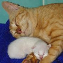 Pascale Glomot Freval