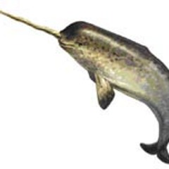 THE NARWHALS