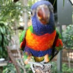 Summer Hannah Robarts