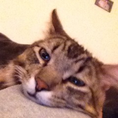 Errbuddy