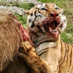 Blind Tiger Kicks Ass