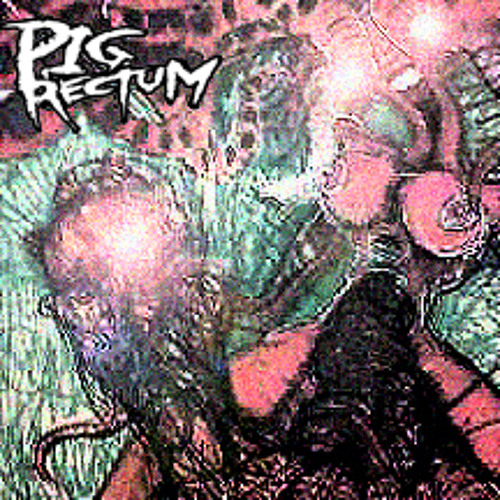 Pig rectum