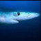 Sharks Dont Sleep