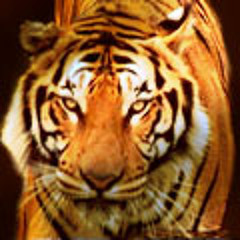 Tj  Singh
