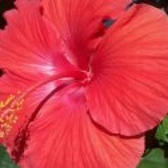 Rebecca 'Becca' Reed