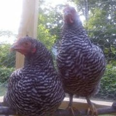 Tristine Geyer Coggins