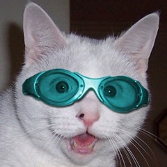 cool cats babys
