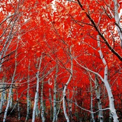 Antoine Decottignies