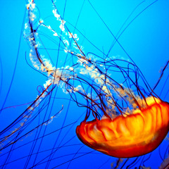 JeanieJellyfish