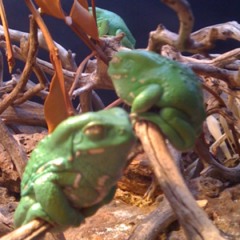 Christina Schultheis