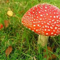 Vliegende Pannestoel