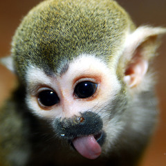 evilmonkey90210