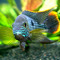 DJ Severum