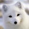 wiredfox