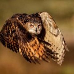 Melvin Gmla Macaronie