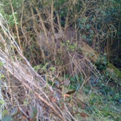 Ghillie in DA mist