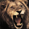 PerfectLion