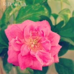 RiDAHAA
