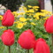 snowzie roze