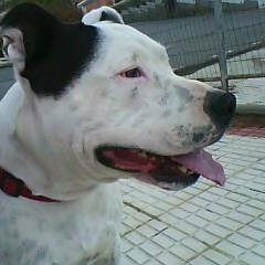 pipillas
