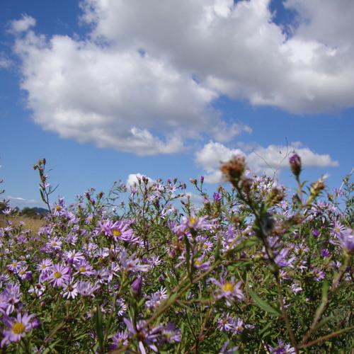 Stream The Future of Western Land Management by Life Like Cyanide