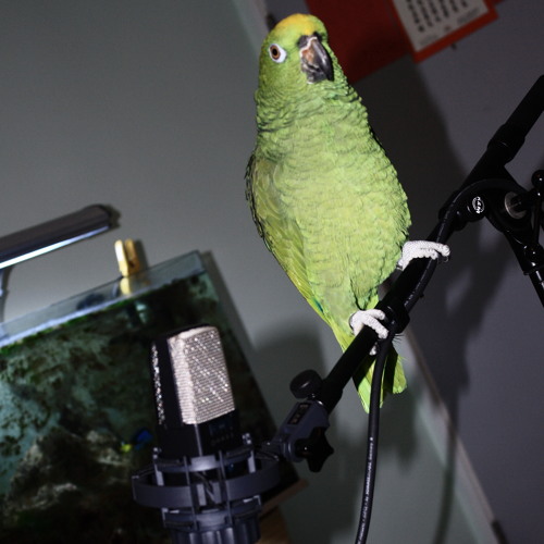 Stream Parrot Audio music | Listen to songs, albums, playlists for free ...