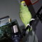 Parrot Audio