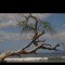 JoshuaTre3