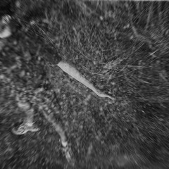 Everything that Rises