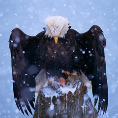 APT-Eagle