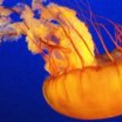 Christopher Zinovitch