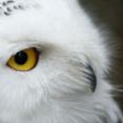 Lover Bird