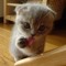 MooningCat