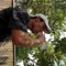 Clay Ross Call