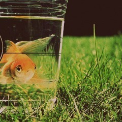 Bird Song (Florence and the machine cover)