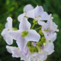 Gerdien van den Broek