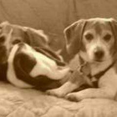 Shaina Lewis Peattie