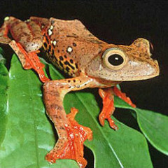 Stream Sonic Frog music | Listen to songs, albums, playlists