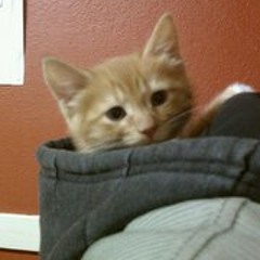 Katie Pfeiffenberger