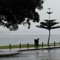 Tania Brook